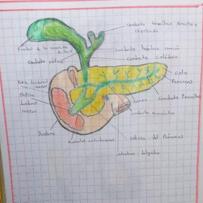 Aparato digestivo