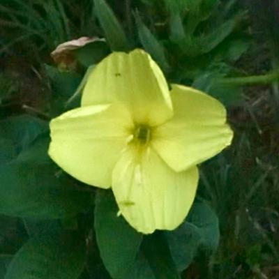 8 o’clock or Evening Primrose?::Family Plant Mystery