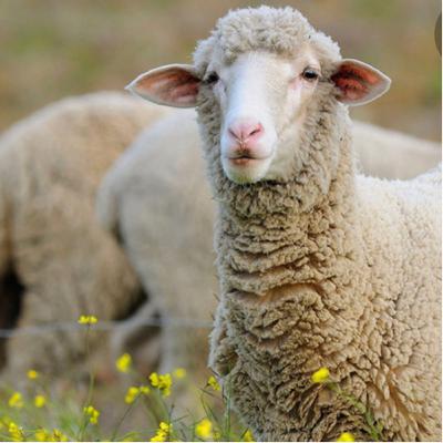 New Zealand : yesterday and today