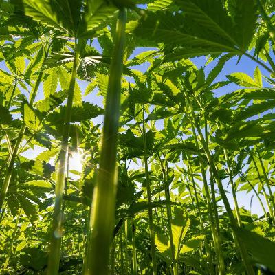 La canapa si può usare tutta, fiori compresi. Lo dice il Tar