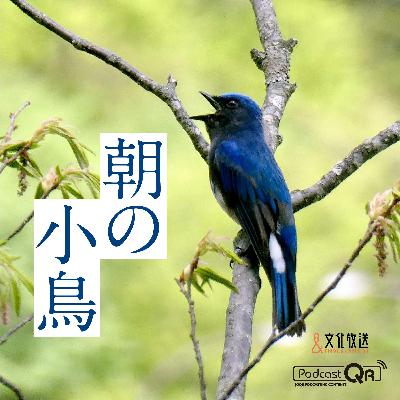 朝の小鳥#274（クチョロ原野のハシブトガラ（北海道））
