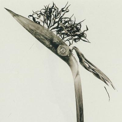 Acte 1. Episode 7 - Joan Fontcuberta - Matérialité et Véracité