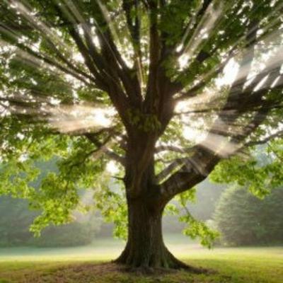 La meditazione dell'albero con MYself