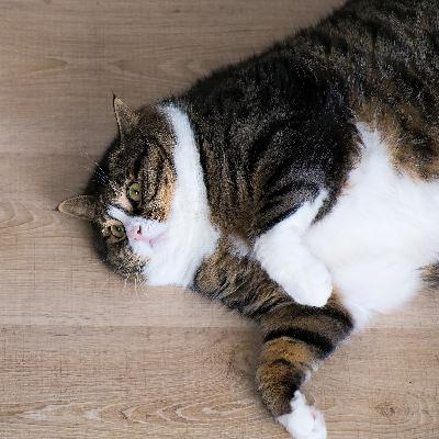 #2 - Obesidade: O que o ganho de peso pode causar em cães e gatos? #2 - Obesidade: O que o ganho de peso pode causar em cães e gatos?