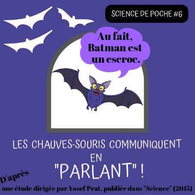 Science de poche #6 : le langage des chauve-souris