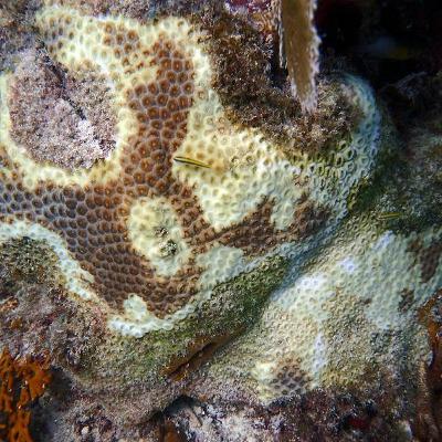 Ballast Water Could Be Driving Spread Of Devastating Coral Disease Ballast Water Could Be Driving Spread Of Devastating Coral Disease