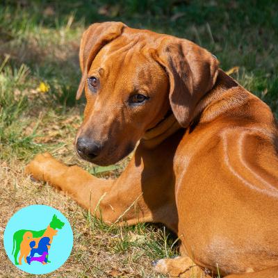 Wesley Wants a Rhodesian Ridgeback Wesley Wants a Rhodesian Ridgeback