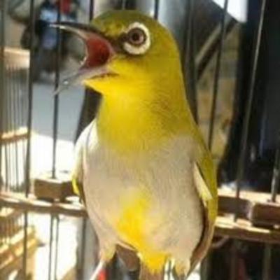 Burung PLECI BETINA BIRAHI