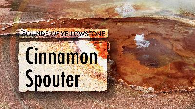 Cinnamon Spouter — Sounds of Yellowstone (ASMR, Sleep, Concentration)