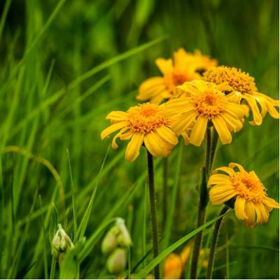 Arnica