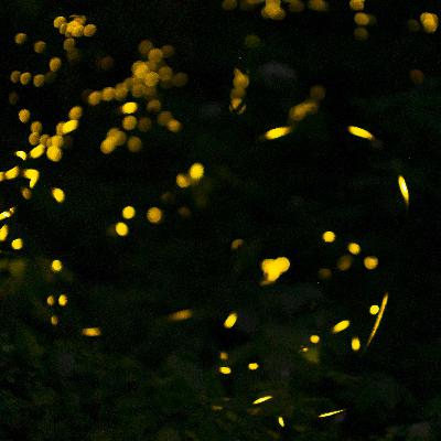 Glimmers of Awe: The Fascinating World of Fireflies