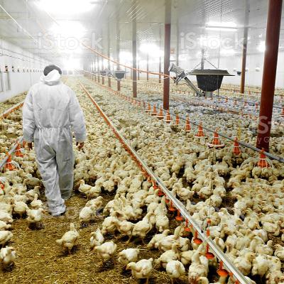 Poultry Farm