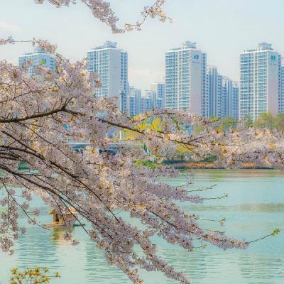 Meditazione del Fotografo - La Fioritura Dei Ciliegi A Seul Meditazione del Fotografo - La Fioritura Dei Ciliegi A Seul