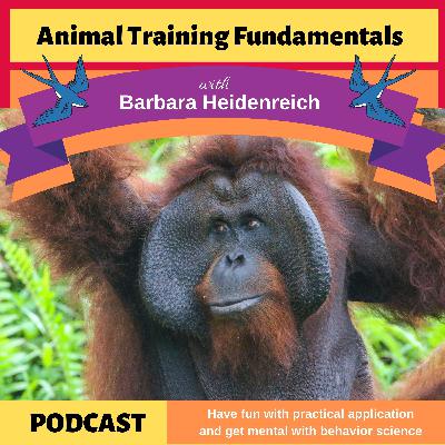 26 - Training Orangutans for Cardiac Care 26 - Training Orangutans for Cardiac Care