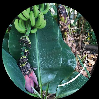 7. Viele Bäume machen keine (Regen-)wald. Vom Naturverständnis und Bananenplantagen 7. Viele Bäume machen keine (Regen-)wald. Vom Naturverständnis und Bananenplantagen