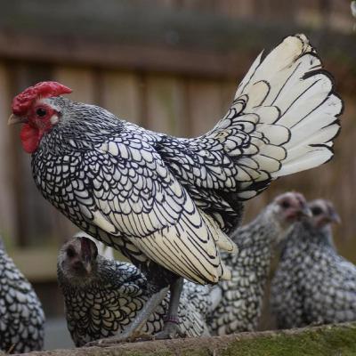 Sebrights - Rasseportrait #30