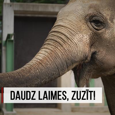 "Aculiecinieks" - Daudz laimes, Zuzīt!