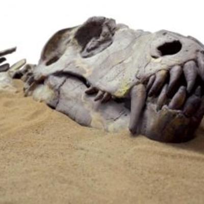 Extinção dos Dinossauros com Marcos Dumont