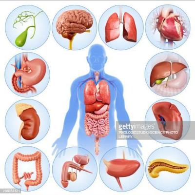 FUNCION DE LOS ORGANOS DEL CUERPO HUMANO