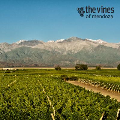Pablo Gimenez Riili, The Vines