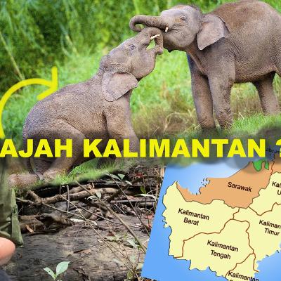 [Ep19] Apa kabar GAJAH KALIMANTAN ?
