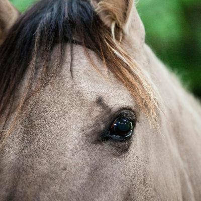 A call for a dedicated garda led animal welfare unit