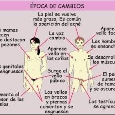 "PUBERTAD" Cambios físicos en las mujeres y los hombres
