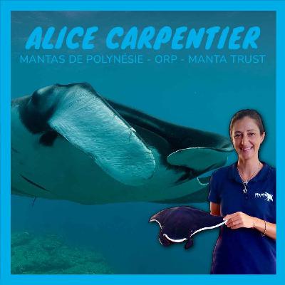 Raies manta : géantes, intelligentes… et en danger ? Découverte de mantas de Polynésie avec Alice Carpentier
