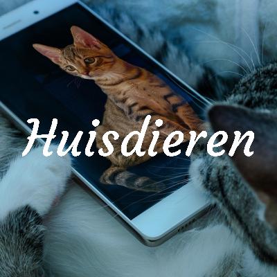 Waarom spelen met uw huisdier ?