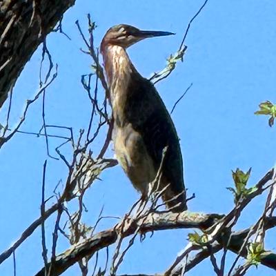 Mostly Good Environmental News #4 Mostly Good Environmental News #4