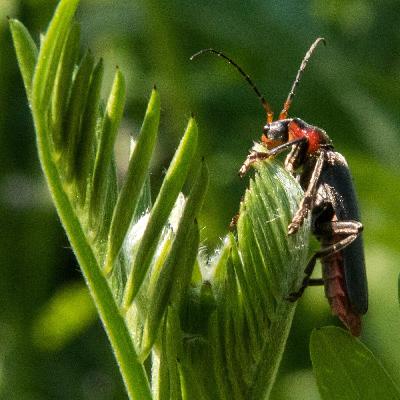 Fühlen Insekten Schmerz? - Ein neuer Blick auf die Sechsbeiner Fühlen Insekten Schmerz? - Ein neuer Blick auf die Sechsbeiner