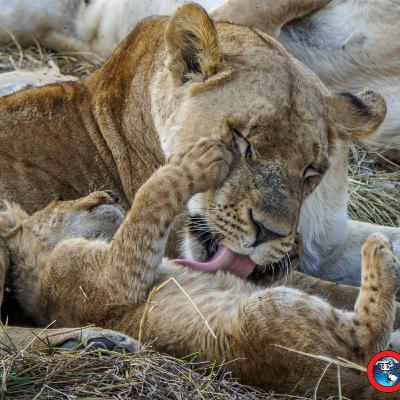 Day 6 – Botswana Safari in Sango and Pom Pom