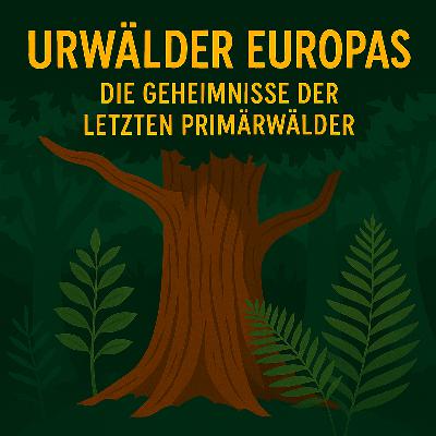 Schlafreise durch die Urwälder Europas - Die Geheimnisse der letzten Primärwälder