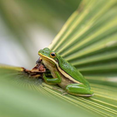 What drives animals to your yard? It's complicated What drives animals to your yard? It's complicated