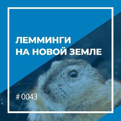 Лемминги на Новой Земле Лемминги на Новой Земле