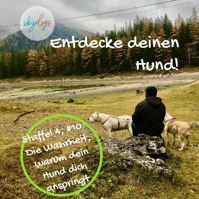 Die unangenehme Wahrheit, warum dein Hund dich anspringt