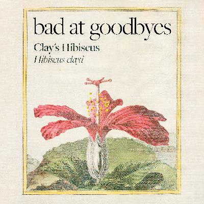 Clay's Hibiscus