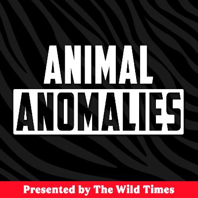 Are There Big Cats Still in Britain? - Animal Anomalies Ep. 3 Are There Big Cats Still in Britain? - Animal Anomalies Ep. 3