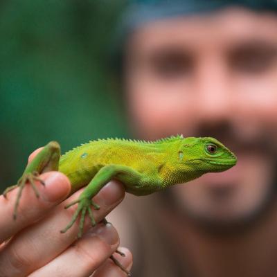 Resgate de fauna