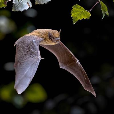 La pouponnière aux chauves-souris