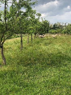 Réensauvager la ferme : Grand Laval en pionnier français