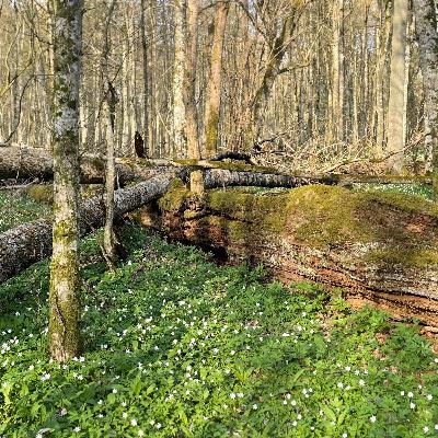 Episode 29 - Nature Tripping Goes East