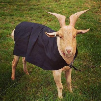 Full GOATed Jacket