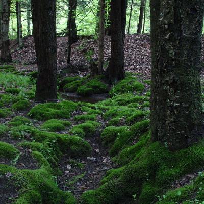 1766 - El musgo que resistió 11 meses expuesto al vacío del espacio y más... 1766 - El musgo que resistió 11 meses expuesto al vacío del espacio y más...