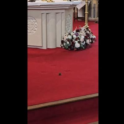 Mouse interrupts wedding ceremony in Westmeath