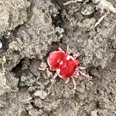 Mystery in the Mud: The Red Insects Revealed After the Rain