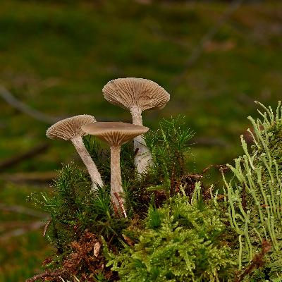 🌱💊 Mérgek a mélyben. Mi történik a gyógyszerekkel a talajban? 🌱💊 Mérgek a mélyben. Mi történik a gyógyszerekkel a talajban?
