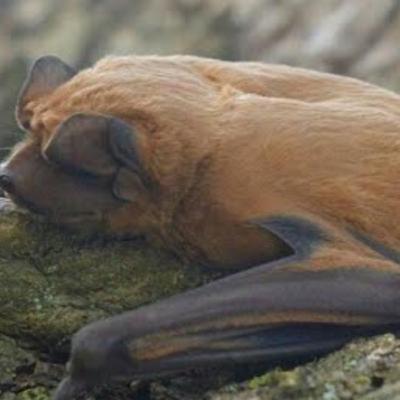 Ep 446: Identifican una nueva especie de Murcielago