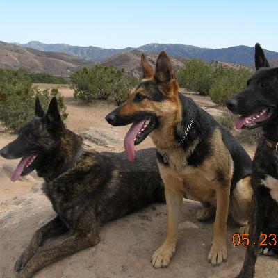 Death Investigation and the Human Remains Detection K9 with Col. Annette R. GrandPre (ret.) Death Investigation and the Human Remains Detection K9 with Col. Annette R. GrandPre (ret.)