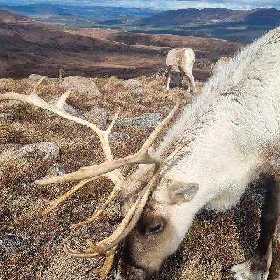 #7 Les Cairngorms d'Ecosse (ou comment l'Ecosse peut être à la fois effrayante et réconfortante)